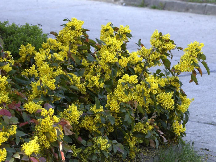 Mahonia Aquifolium 'Apollo', Zwergmahonie 2 Mahonia Aquifolium 'Apollo', Zwergmahonie – Bild 2