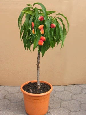 Zwergpfirsich Grünlaubig 'Bonanza' 1 Zwergpfirsich Grünlaubig 'Bonanza'