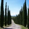 Cupressus Sempervirens 'Totem', Toscana-Zypresse