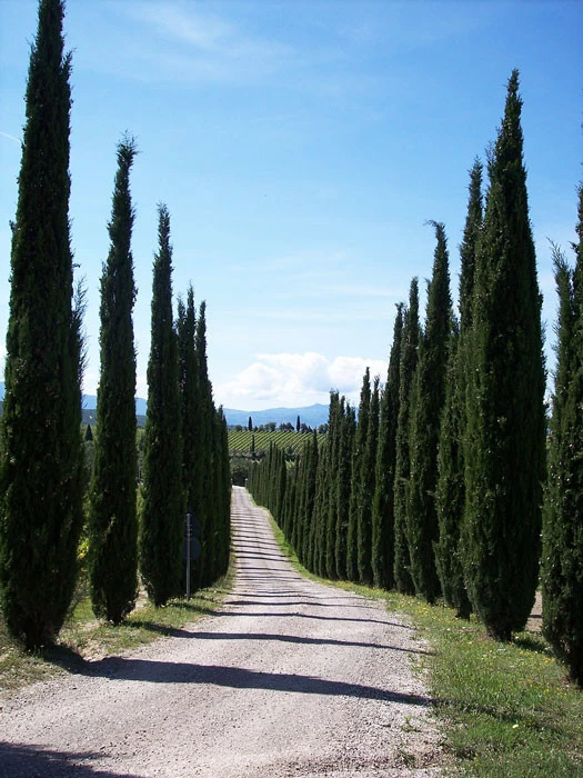 Cupressus Sempervirens 'Totem', Toscana-Zypresse 1 Cupressus Sempervirens 'Totem', Toscana-Zypresse